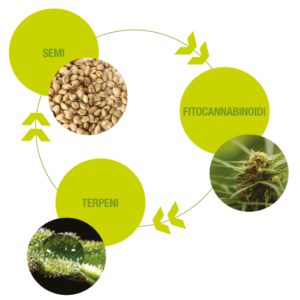 Hempy Oil: estratto naturale per il tuo benessere